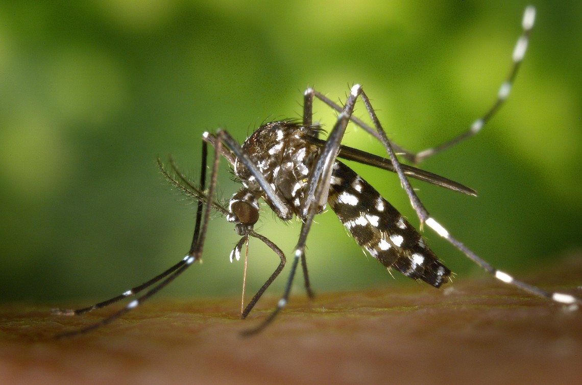 Virus Zika en Pediatría - Hospital HM Nens